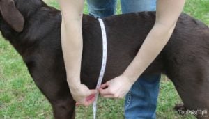 How to measure dog girth for harness