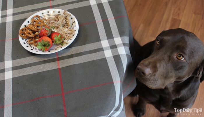 dog begging for food