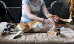 How to check your dog's pulse yourself