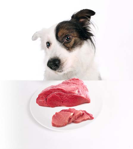 Meat meal in dog food