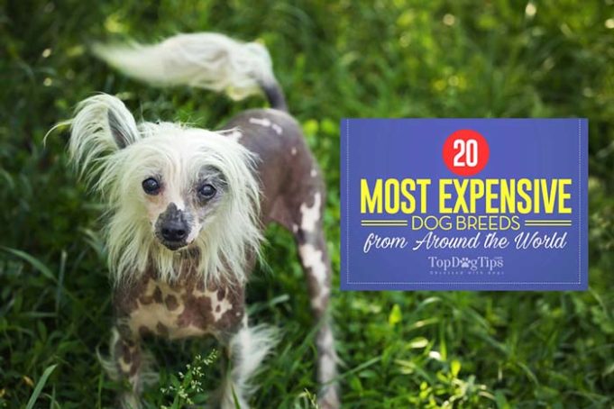 Most Expensive Dog Breeds