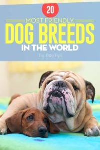 Most Friendly Dog Breeds in the World