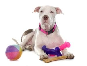 Pick the right size dog toys