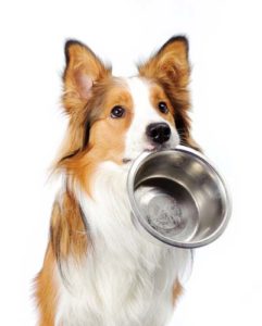 Portion control for overweight dogs