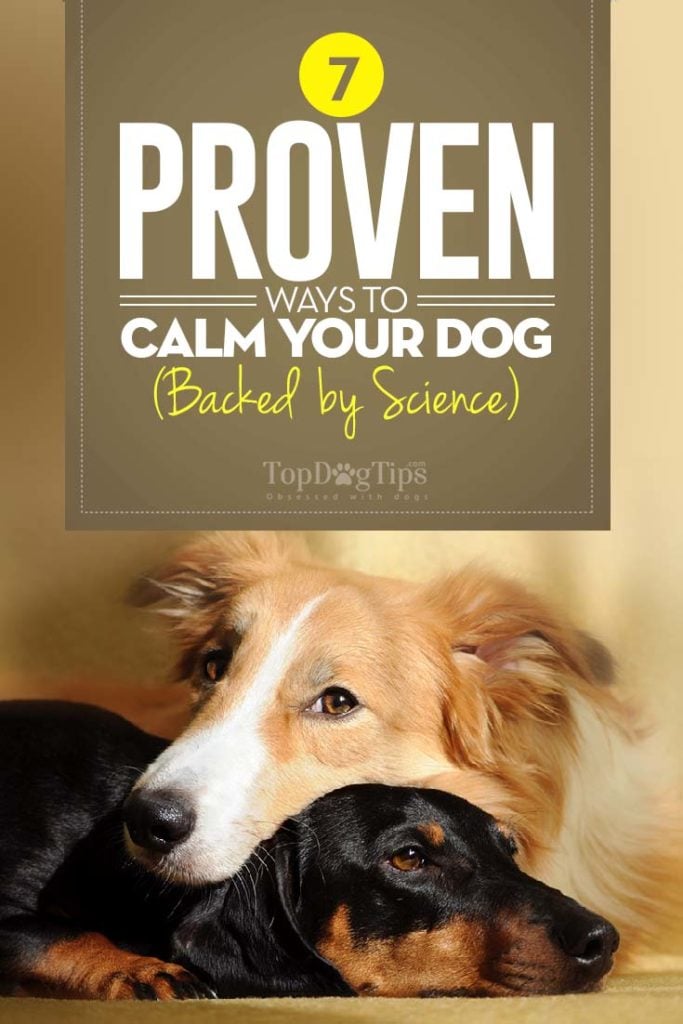 Proven Ways to Calm Down A Dog