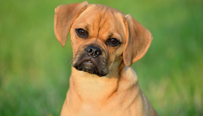 Puggle Dog Breed