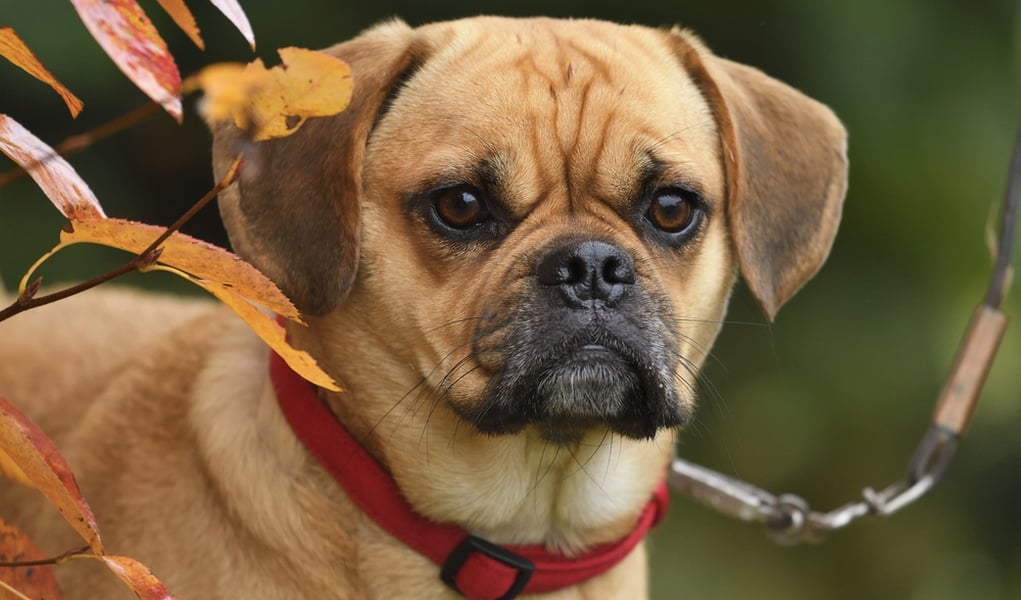 Puggle Dog Breed Information