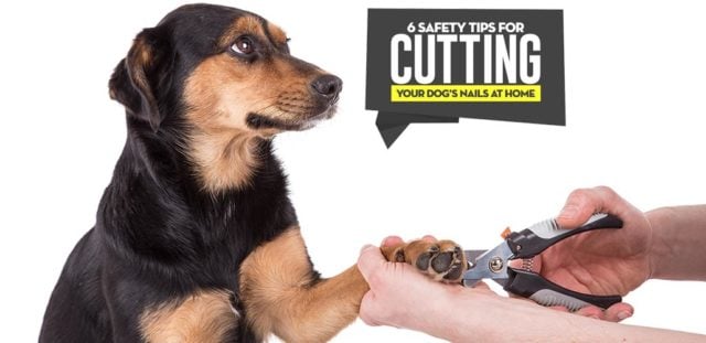 Safety Tips for Cutting Dog's Nails by Yourself featured image