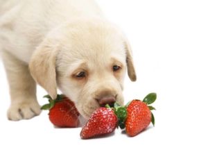 Side effects of feeding strawberries to dogs