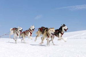 Sled dogs running in the snow