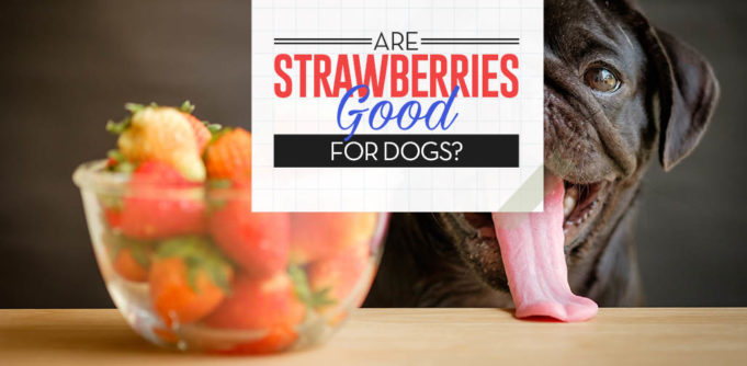 Strawberries for Dogs 101