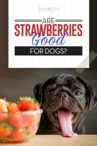 Strawberries for Dogs 101 - Explaining All the Benefits