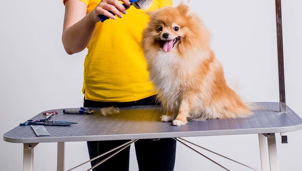 The Best Dog Grooming Tables