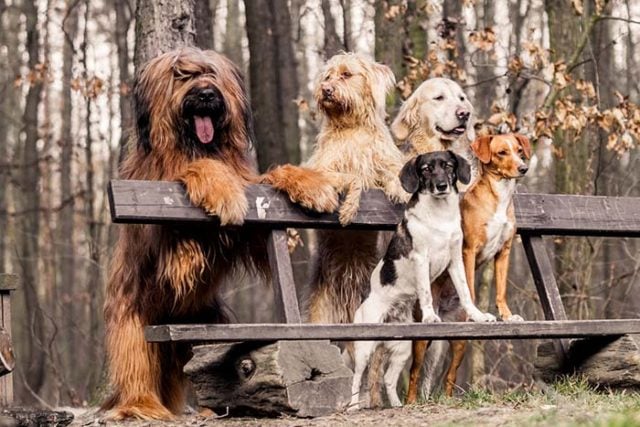 most friendly dog breeds for a multipet household