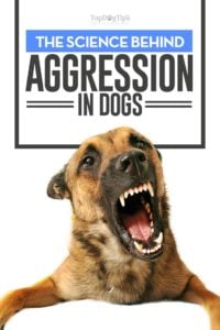 The Science Behind Aggression in Dogs