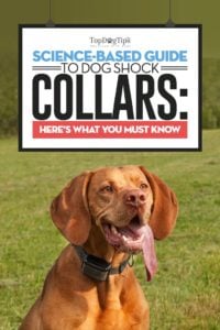 The Science-based Guide to Dog Shock Collars