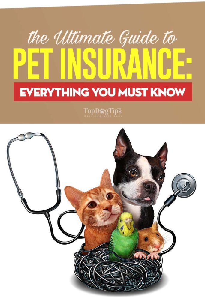 The Ultimate Guide to Pet Insurance