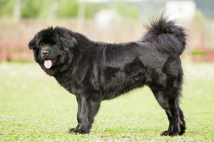 Tibetan Mastiff Expensive Dog Breed