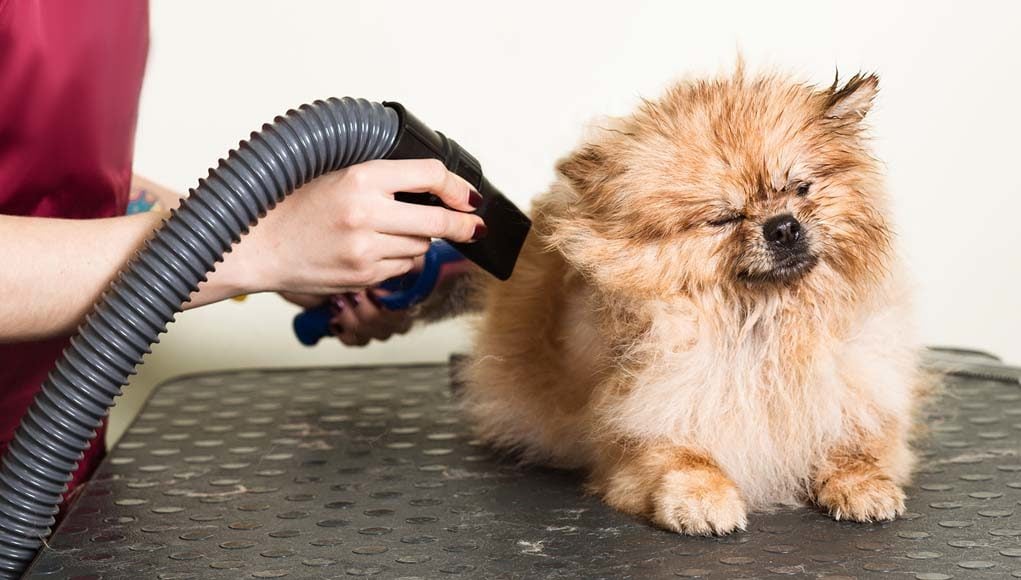 Top 10 Best Pet Dryers for Dogs