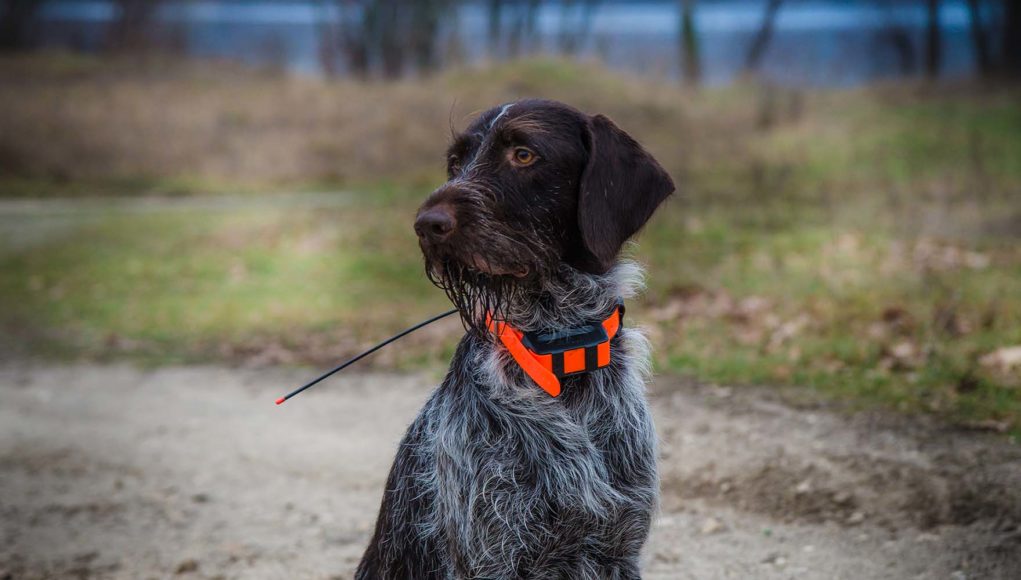 Top 25 Best Dog GPS Collar and Pet Trackers