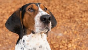 Treeing Walker Coonhound Dog