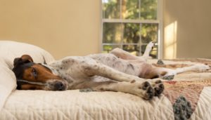 Treeing Walker Coonhound Dog