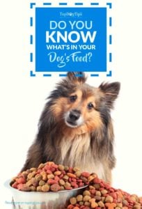 Understanding Dog Food