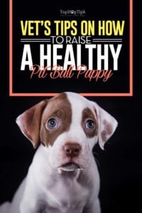 Vets Tips on How to Raise a Pit Bull Puppy Healthily