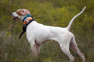 Common myths about the use of dog shock collars