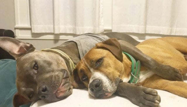 Rescued Pit Bull Spends Life Helping Dogs in Need