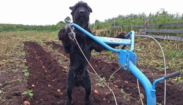 Skilled Dog Plows Fields, Maintains Farm