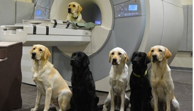 Brain Scans Can Help Choose Better Service Dog Candidates