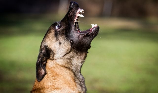 most aggressive dog breeds