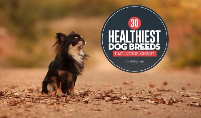 30 Healthiest Dog Breeds with Long Lifespans