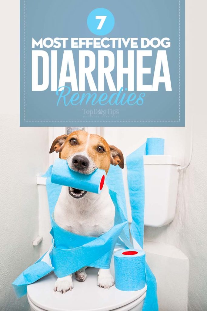 7 Top Rated Best Dog Diarrhea Remedies