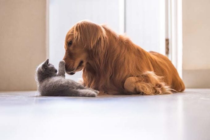 A New Method for Detecting Cat-Friendly Dogs