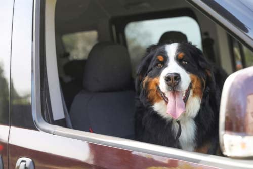 Bernese Mountain Dog