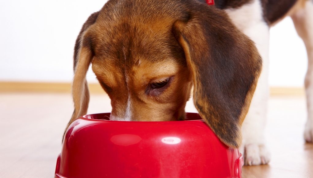 Best Dog Food for Beagles