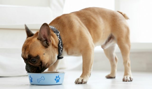 Best Dog Food for French Bulldogs