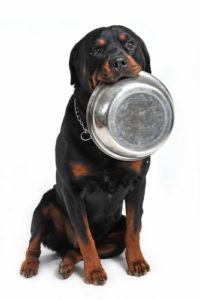 Best Dog Food for Rottweilers