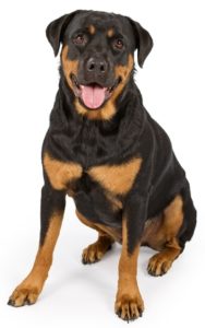 Best Dog Food for Rottweilers