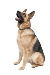 Best German Shepherd Dog Food