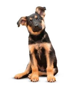 Best German Shepherd Puppy Food