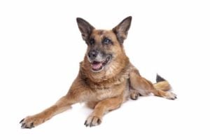 Best German Shepherd Senior Food