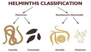 Bloody Diarrhea in Dogs - Helminths Classification