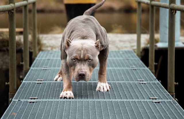 American XL Bully