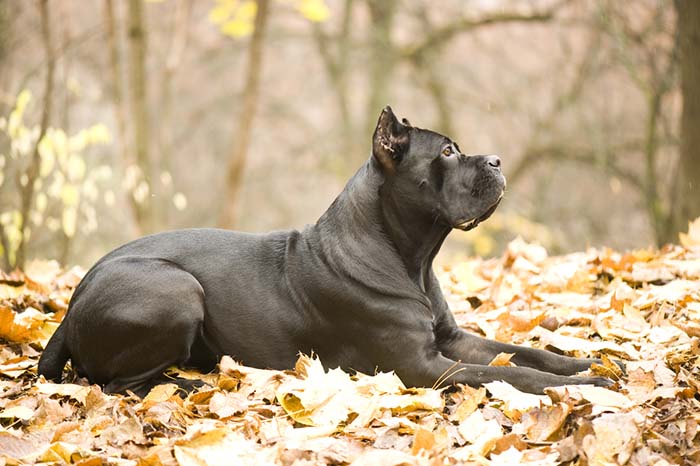 Cane Corso are one of banned dog breeds