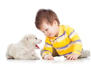 Child boy playing with puppy dog