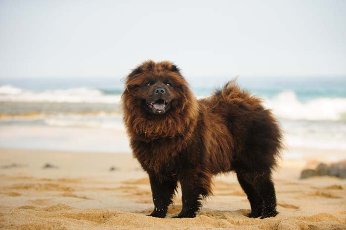 Chow Chow are one of banned dog breeds