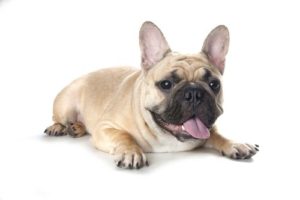  French Bulldogs are one of the most expensive dogs